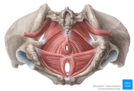 <p><span><span>Bekkenbodemspieren</span></span></p><p></p><p><span><span>steunfunctie:&nbsp;het ondersteunen van de organen in het bekken om verzakkingen te voorkomen.</span></span></p><p><span><span>sluitfunctie:&nbsp;het sluiten van de urinebuis en de anus om incontinentie (ongewild urineverlies of stoelgangverlies) te voorkomen.</span></span></p><p><span><span>seksuele functie:&nbsp;het bevorderen van de seksuele beleving.</span></span></p><p><span><span>stabiliserende functie:&nbsp;het ondersteunen van de lage rug om rugklachten te voorkomen.</span></span></p><p></p><p><span><span>Als je een zwakke pelvis hebt kunnen je organen gaan doorzakken, je kan rugklachten voorkomen door de spieren van de core-stability te trainen want die zitten ook in de _______ _____ (onderkant van de core).</span></span></p>