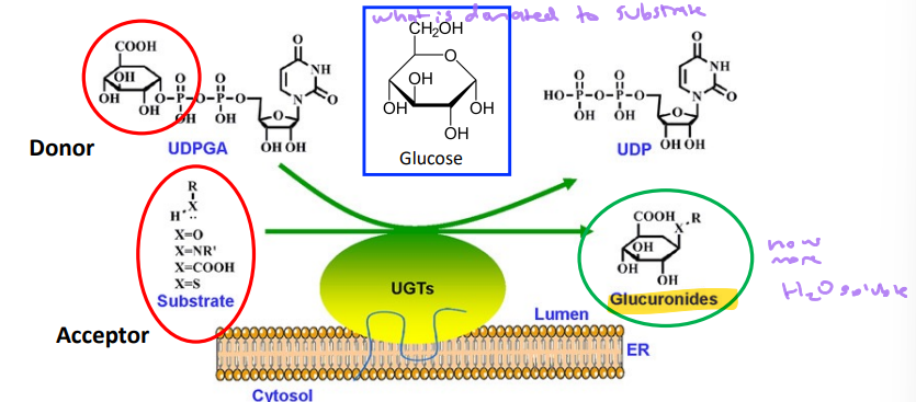 <p>Glucoronidation</p><ul><li><p>enzyme</p></li><li><p>what is being added? from what cofactor?</p></li><li><p>purpose</p></li></ul>