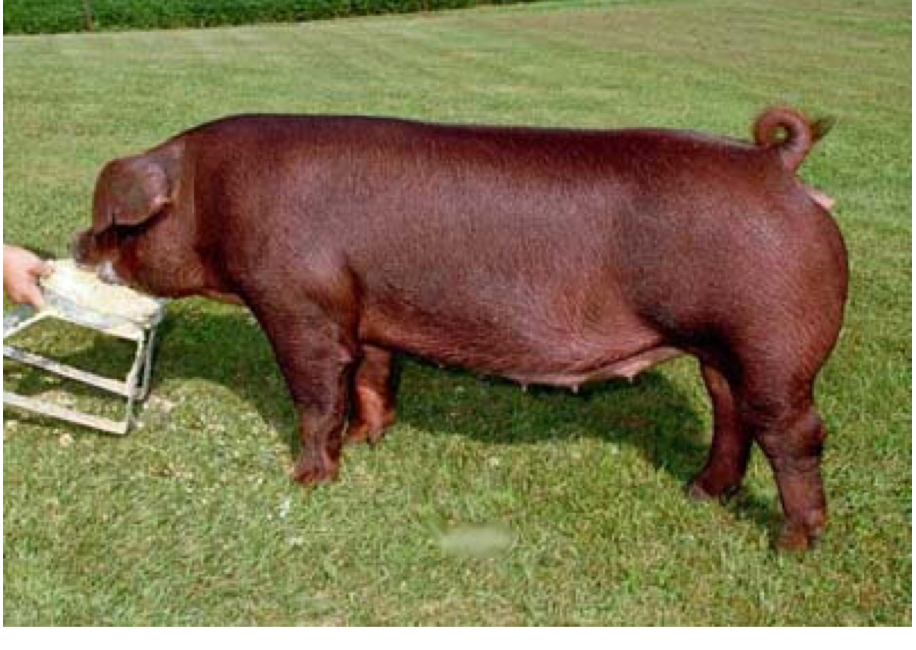 <p>What breed ?</p>