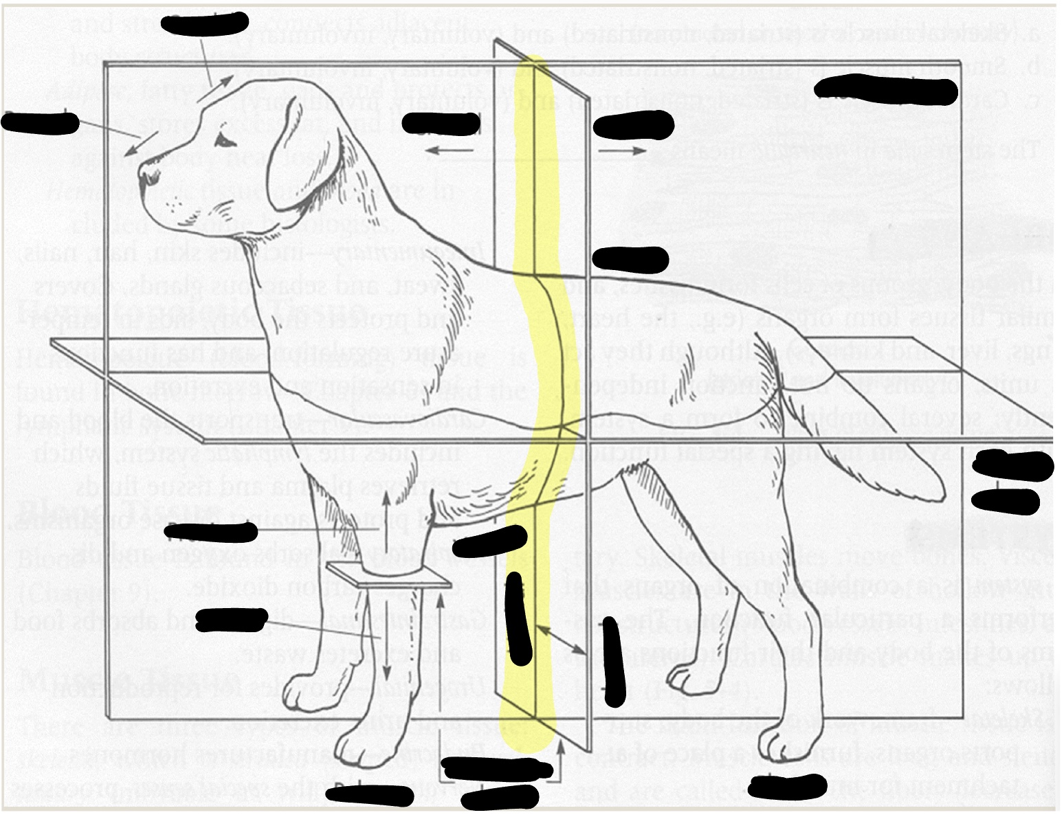 <p>divides the body into equal right and left equal portions</p>