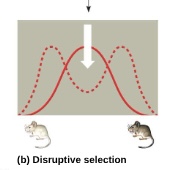 <p>favors individuals at both extremes of the phenotypic range</p>