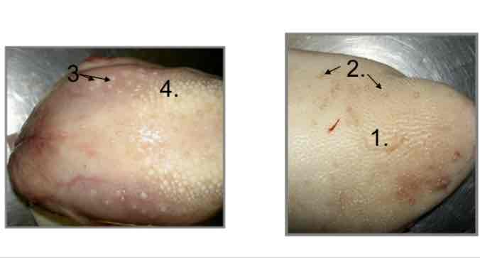 <p>(Ru) nr 4</p>