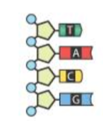 <p><span>&nbsp;What is the complementary DNA Strand?</span></p>