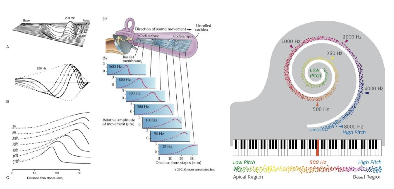 <ul><li><p>Each point along the basilar membrane has a characteristic frequency</p></li><li><p>Tonotopy is the spatial arrangement where sounds of similar frequencies are processed</p></li><li><p>Tonotopy continues throughout the auditory processing centers in the CNS</p></li></ul><p></p>
