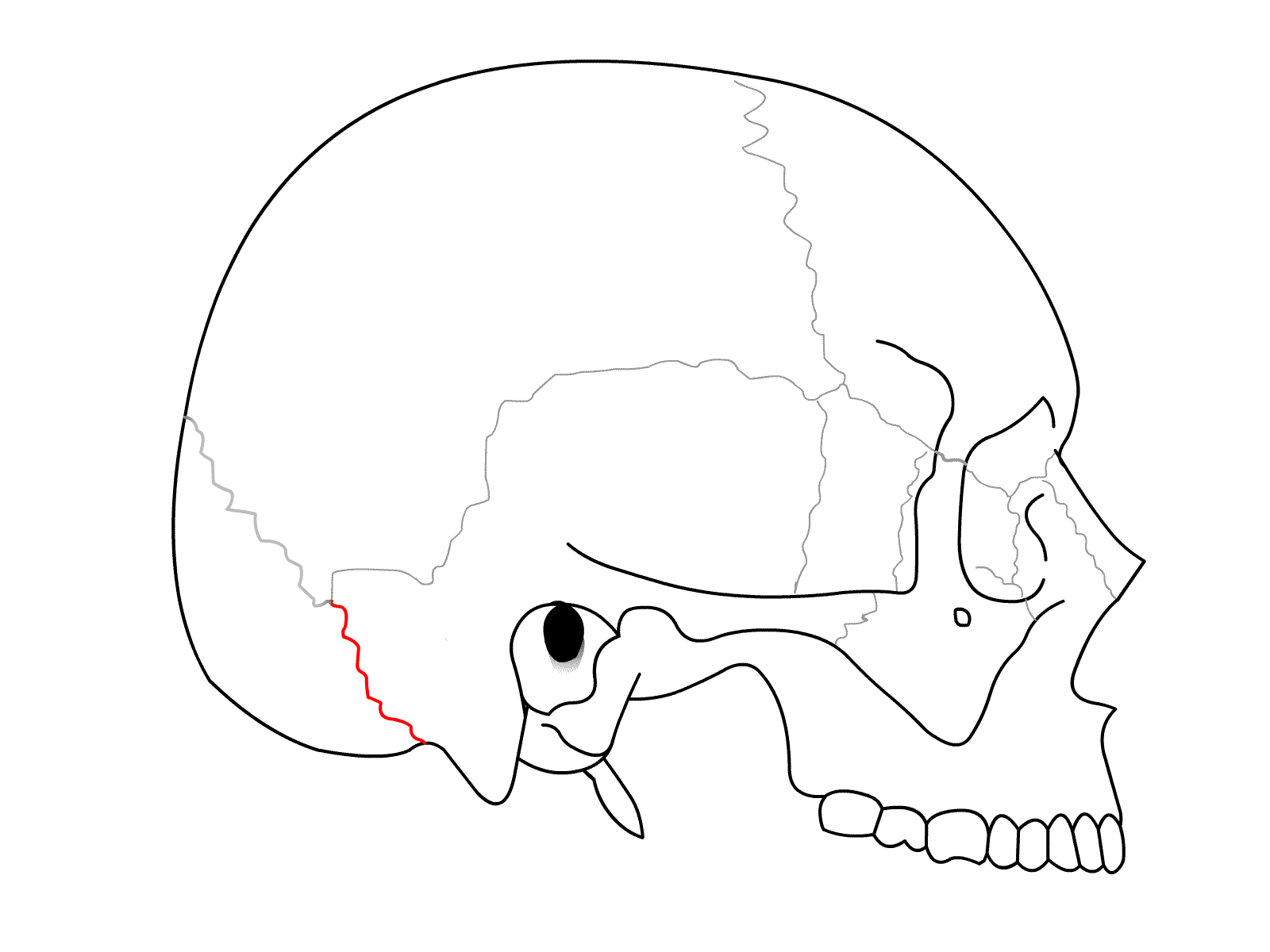 <p>occipital bone </p>