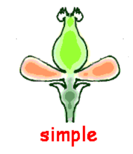 <p><span style="background-color: transparent;"><span>matures from one ovary in one flower</span></span></p>