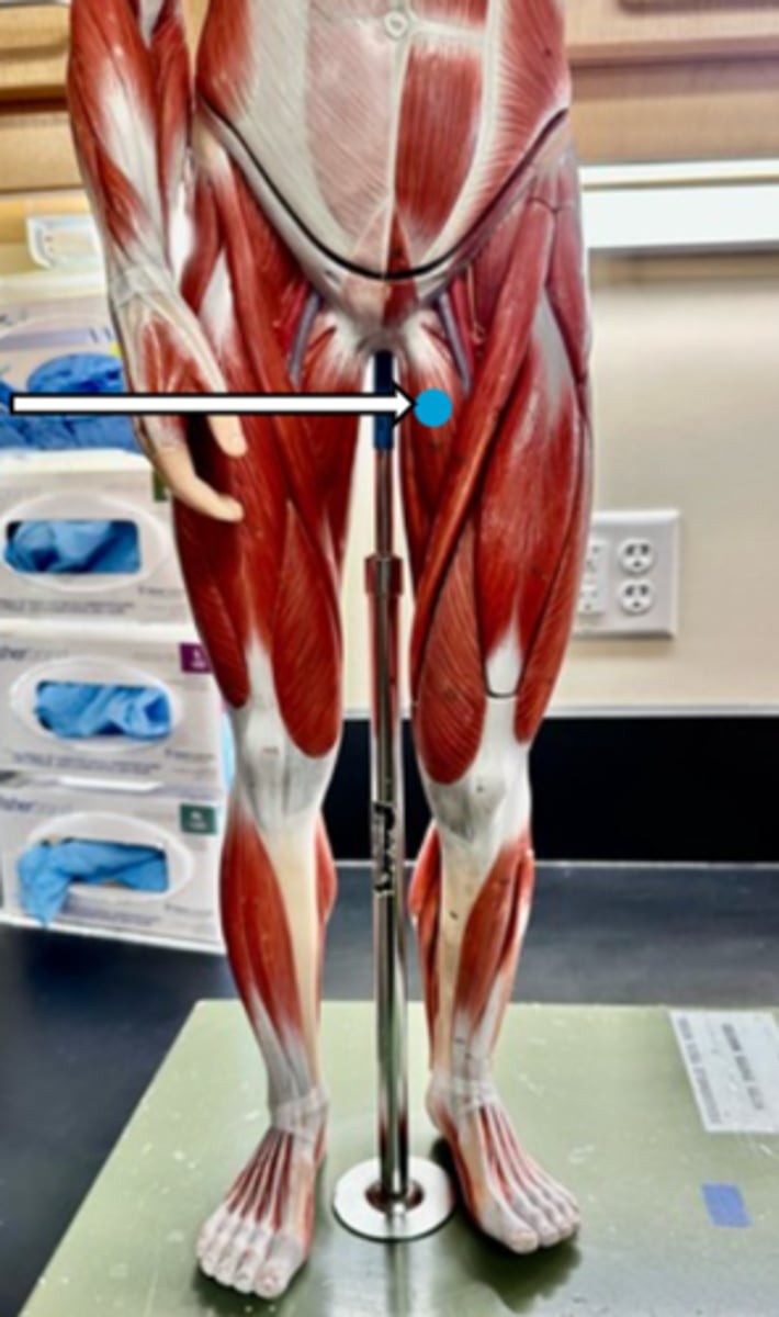 <p>adductor longus (function)</p>