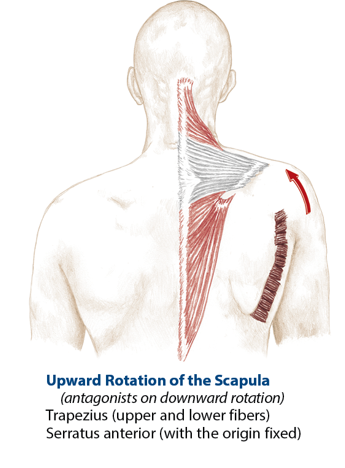 <p>Rhomboid major, rhomboid minor, levator scapula, pectoralis minor</p>
