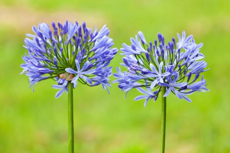 <p><img src="https://assets.americanmeadows.com/media/catalog/product/a/g/agapanthus-african-lily-butterfly.jpg?quality=100&amp;fit=bounds&amp;height=&amp;width=" alt="African Lily, Agapanthus | American Meadows"></p>