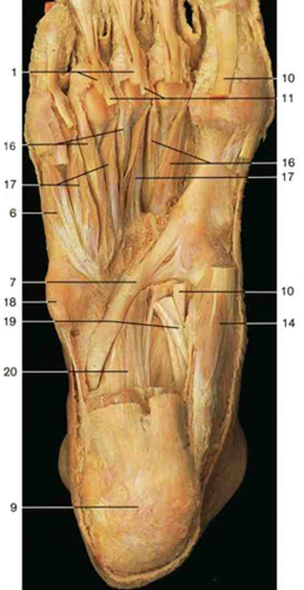 <p>Abduct toes 2-4 away from the second toe. Found under the lumbricals, but above the metatarsals. Number 16.</p>