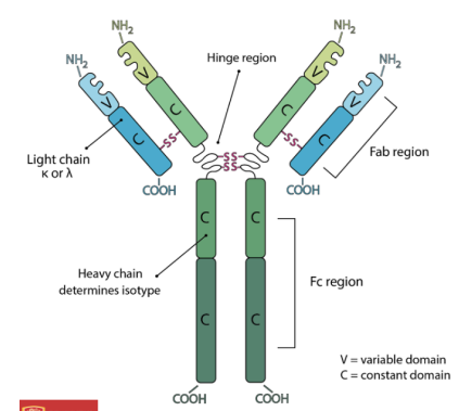 <p>Variable region = different for each antibody - gives antibodies their specificity</p><p>Constant Region = same for each class of antibody - determines the isotype of antibody (IgM, IgA, etc)</p><p>Hinge region: offers light and heavy chain flexibility</p>