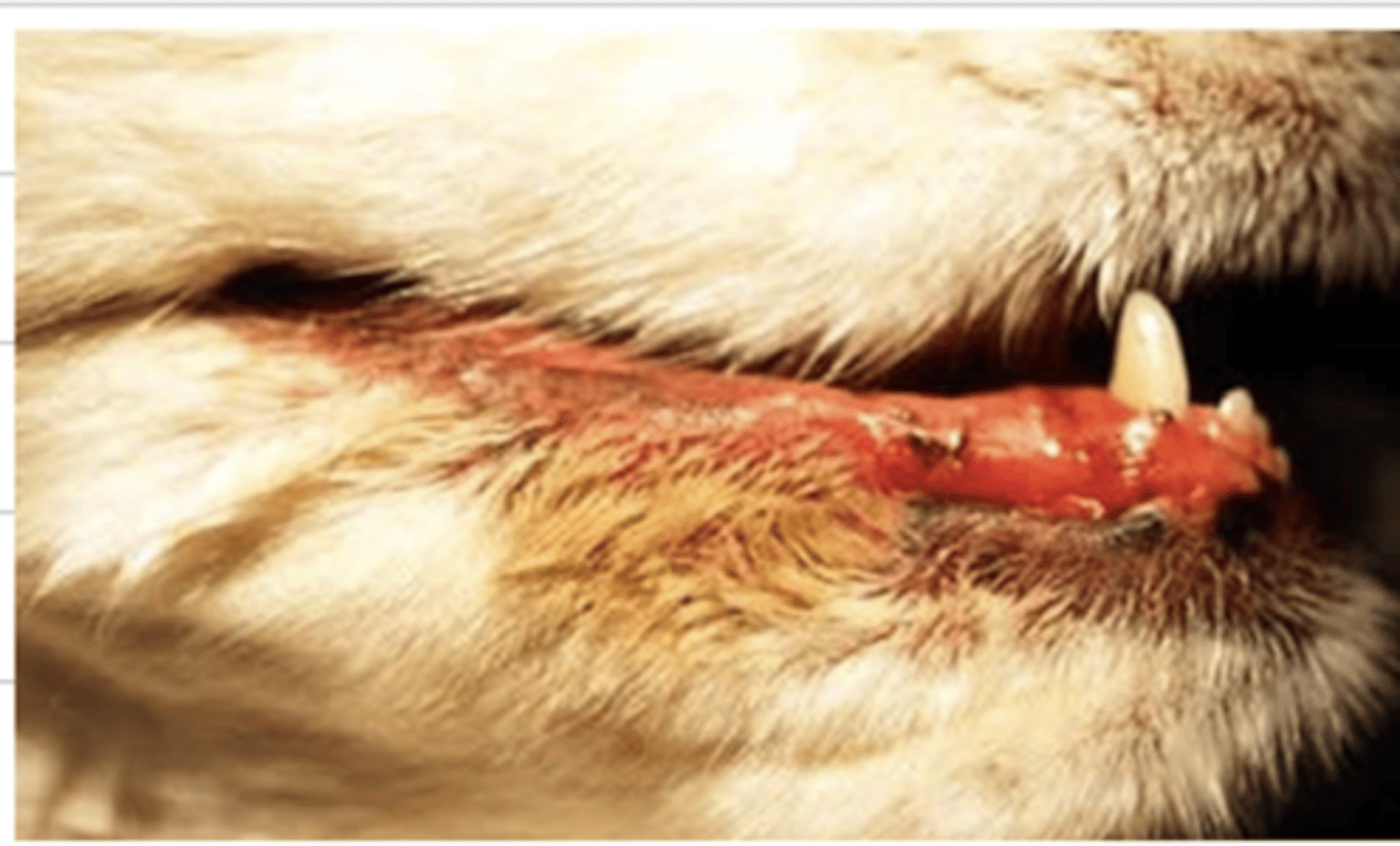 <p>what is the medical tern for the condition of this dog?</p>