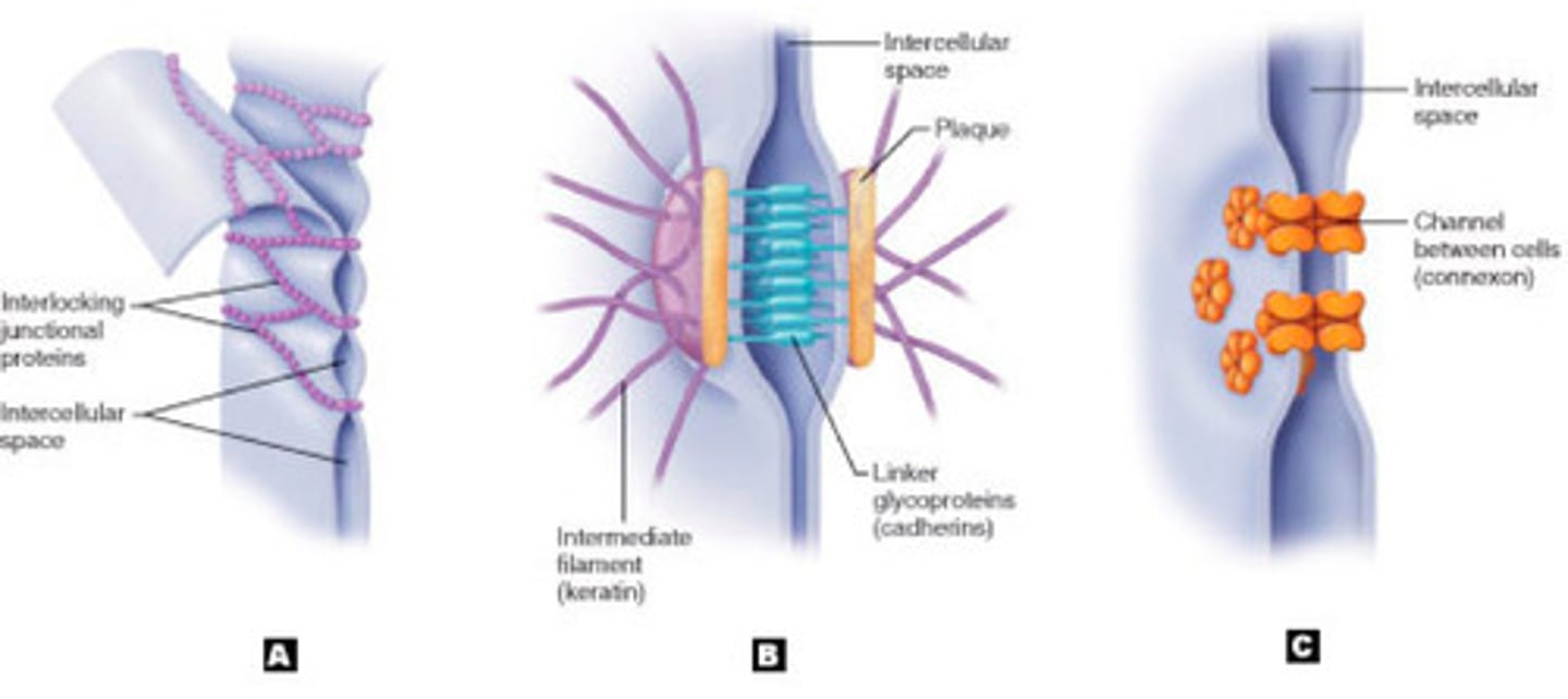 <p>(B) anchoring junctions that prevents cells subjected to mechanical stress from being pulled apart</p>