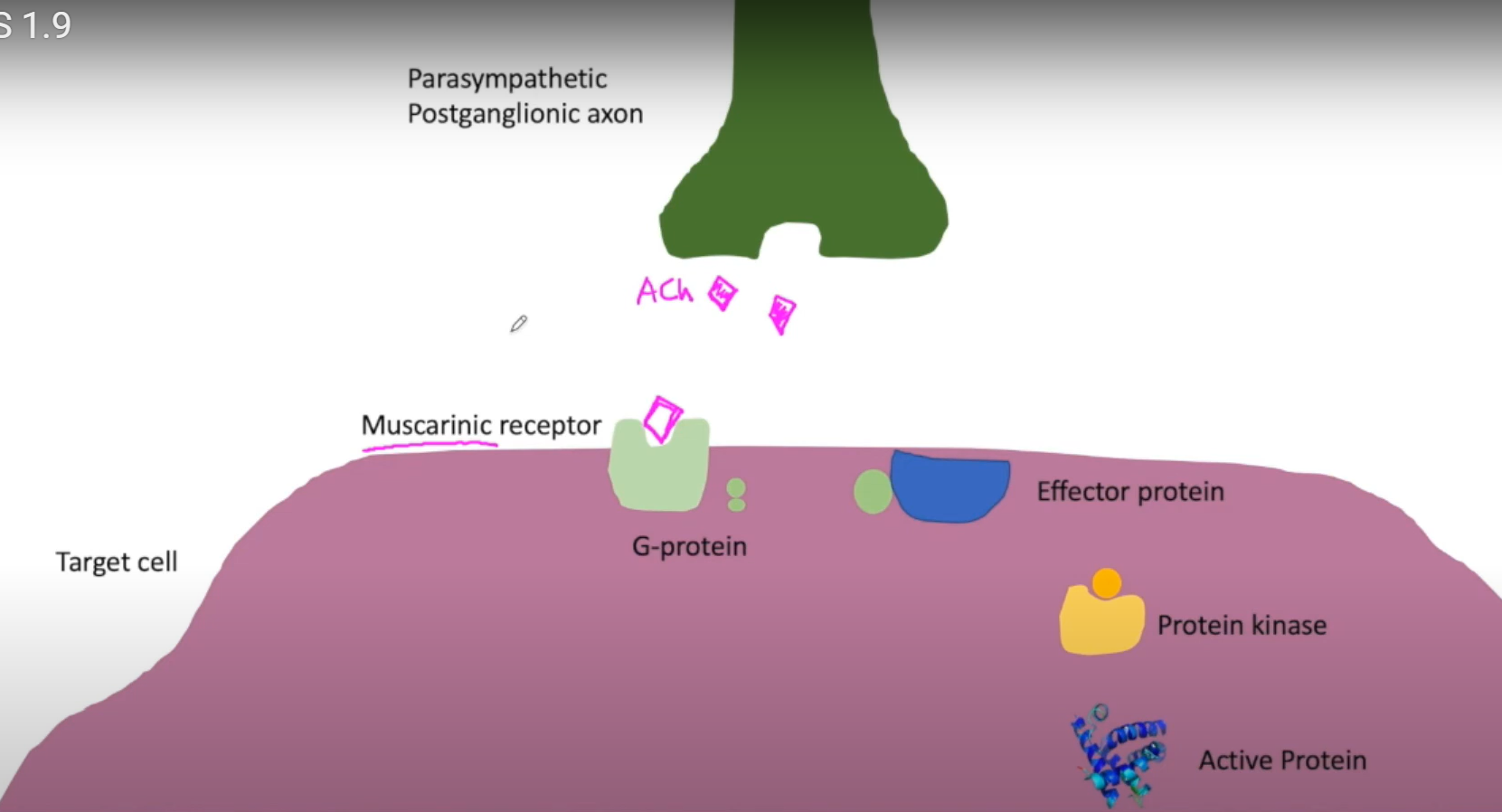 <p>-type of <u>cholinergenic receptor </u>(binds Ach) in <u>parasymp</u></p><p>-<u>found in all target organs </u>of parasymp, AND sweat glands and blood vessels of symp</p><p>-<u>found on effector organ</u>, not neuron</p><p>-when Ach binds, <u>activates GPCR</u>, that leads to kinase activating a protein in the effector cell</p>