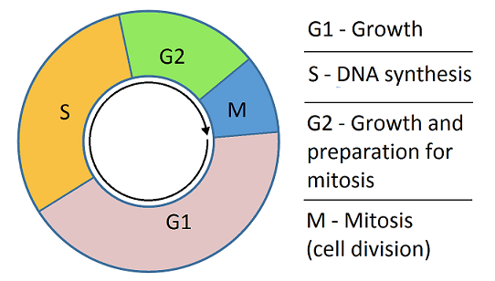 <p>Groei van de cel door toename van cytoplasma.</p>