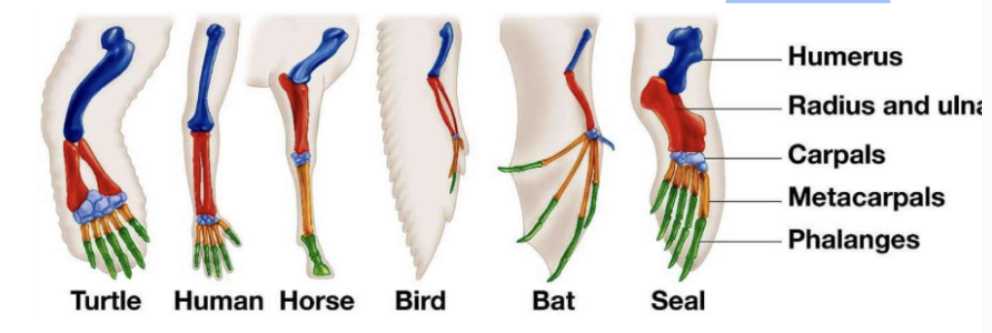 <p><span>This leads to the evolution of homologous structures</span></p>