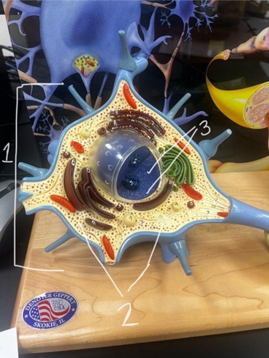 <p>According to the model, what does #1 represent?</p>
