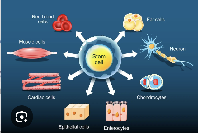 <p>They are able to make more cells like themselves (can self renew) and they can become other cells that have differen functions (differentiation), found in almost all tissues in the body</p>