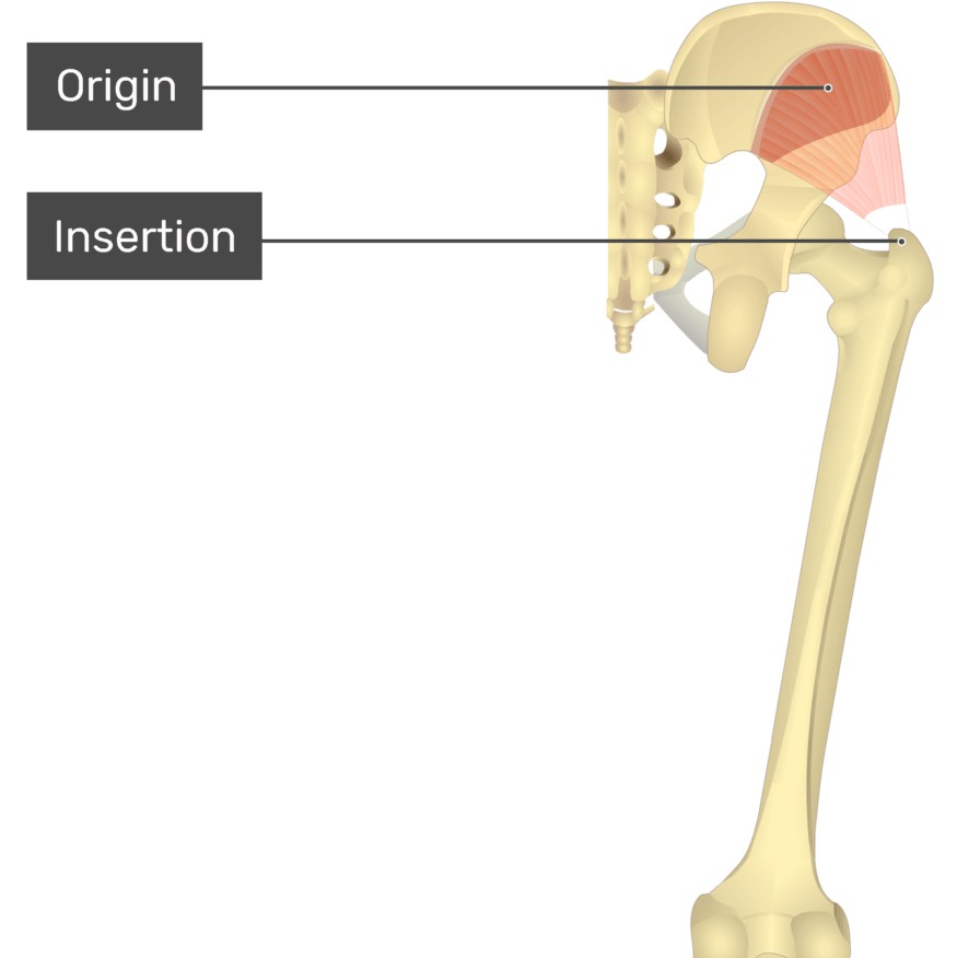 <p>Originating from the lateral surface of the ilium</p>