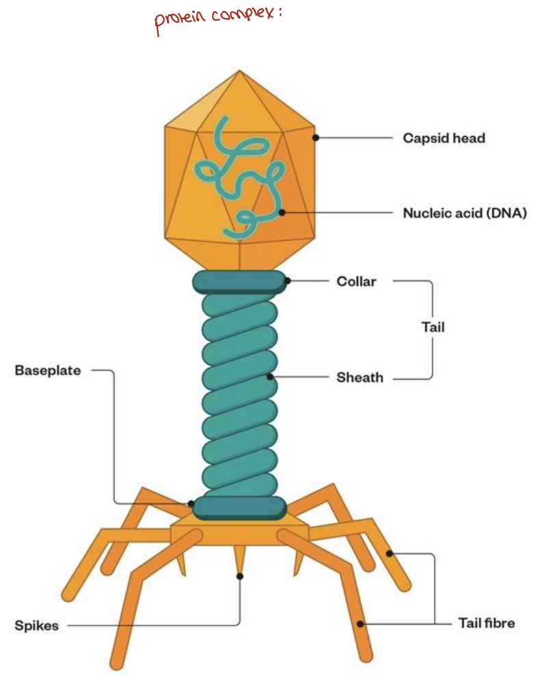 <p>capsid head- contains phage ds DNA</p><p>tail sheath- DNA travel from head to sheath when infecting</p><p>tail fibre- attaches phage to the cell</p><p>spike- protein recognises the right species, it penetration into the host and injects its DNA </p><p><strong>1. Capsid Head: </strong>Protects the <strong>double-stranded DNA (dsDNA)</strong> genome encoding viral enzymes/replication proteins.</p><ul><li><p class="ds-markdown-paragraph">Icosahedral [Hexagonal] protein shell that protects genetic material.</p></li></ul><p><strong>2. Tail Sheath: </strong>Acts as a channel for DNA ejection during infection.</p><ul><li><p class="ds-markdown-paragraph">Contracts during infection to drive DNA ejection into the host.</p></li></ul><p><strong>3. Tail Fibers: </strong>Recognize and attach to specific receptors on the bacterial surface.</p><ul><li><p class="ds-markdown-paragraph"><strong>Specificity</strong>: Determines host range (e.g., T4 phage targets <em>E. coli</em>'s LPS).</p></li></ul><p><strong>4. Baseplate Spike: </strong>Anchors the phage to the bacterial surface; triggers sheath contraction.</p><ul><li><p class="ds-markdown-paragraph"><strong>Dual Role</strong>:</p><ol><li><p class="ds-markdown-paragraph"><strong>Recognition</strong>: Binds to bacterial surface markers (e.g., proteins, sugars).</p></li><li><p class="ds-markdown-paragraph"><strong>Penetration</strong>: Pierces the cell wall/membrane to inject viral DNA. (e.g., T4’s lysozyme-like enzyme degrades peptidoglycan).</p></li></ol></li></ul><p class="ds-markdown-paragraph"></p><p><strong>Key Phage Examples</strong></p><table style="min-width: 100px"><colgroup><col style="min-width: 25px"><col style="min-width: 25px"><col style="min-width: 25px"><col style="min-width: 25px"></colgroup><tbody><tr><th colspan="1" rowspan="1" style=" padding: 10px 10px 10px 0px; border-bottom: 1px solid rgb(139, 139, 139); border-top: none; font-weight: 600;  line-height: 1.72; border-right- border-left- text-align: left;"><p><strong>Phage</strong></p></th><th colspan="1" rowspan="1" style=" padding: 10px; border-bottom: 1px solid rgb(139, 139, 139); border-top: none; font-weight: 600;  line-height: 1.72; border-right- border-left- text-align: left;"><p><strong>Structure</strong></p></th><th colspan="1" rowspan="1" style=" padding: 10px; border-bottom: 1px solid rgb(139, 139, 139); border-top: none; font-weight: 600;  line-height: 1.72; border-right- border-left- text-align: left;"><p><strong>Host</strong></p></th><th colspan="1" rowspan="1" style=" padding: 10px; border-bottom: 1px solid rgb(139, 139, 139); border-top: none; font-weight: 600;  line-height: 1.72; border-right- border-left- text-align: left;"><p><strong>Unique Trait</strong></p></th></tr><tr><td colspan="1" rowspan="1" style="padding: 10px 10px 10px 0px; border-bottom: 1px solid rgb(82, 82, 82);  line-height: 1.72; border-top- border-right- border-left- min-width: 100px; max-width: max(30vw, 320px);"><p><strong>T4</strong></p></td><td colspan="1" rowspan="1" style="padding: 10px; border-bottom: 1px solid rgb(82, 82, 82);  line-height: 1.72; border-top- border-right- border-left- min-width: 100px; max-width: max(30vw, 320px);"><p>Icosahedral head + tail</p></td><td colspan="1" rowspan="1" style="padding: 10px; border-bottom: 1px solid rgb(82, 82, 82);  line-height: 1.72; border-top- border-right- border-left- min-width: 100px; max-width: max(30vw, 320px);"><p><em>E. coli</em></p></td><td colspan="1" rowspan="1" style="padding: 10px; border-bottom: 1px solid rgb(82, 82, 82);  line-height: 1.72; border-top- border-right- border-left- min-width: 100px; max-width: max(30vw, 320px);"><p>Complex baseplate with 6 fibers</p></td></tr><tr><td colspan="1" rowspan="1" style="padding: 10px 10px 10px 0px; border-bottom: 1px solid rgb(82, 82, 82);  line-height: 1.72; border-top- border-right- border-left- min-width: 100px; max-width: max(30vw, 320px);"><p><strong>M13</strong></p></td><td colspan="1" rowspan="1" style="padding: 10px; border-bottom: 1px solid rgb(82, 82, 82);  line-height: 1.72; border-top- border-right- border-left- min-width: 100px; max-width: max(30vw, 320px);"><p>Filamentous</p></td><td colspan="1" rowspan="1" style="padding: 10px; border-bottom: 1px solid rgb(82, 82, 82);  line-height: 1.72; border-top- border-right- border-left- min-width: 100px; max-width: max(30vw, 320px);"><p><em>E. coli</em></p></td><td colspan="1" rowspan="1" style="padding: 10px; border-bottom: 1px solid rgb(82, 82, 82);  line-height: 1.72; border-top- border-right- border-left- min-width: 100px; max-width: max(30vw, 320px);"><p>No lysis; secreted progeny</p></td></tr><tr><td colspan="1" rowspan="1" style="padding: 10px 10px 10px 0px; border-bottom: 1px solid rgb(82, 82, 82);  line-height: 1.72; border-top- border-right- border-left- min-width: 100px; max-width: max(30vw, 320px);"><p><strong>T7</strong></p></td><td colspan="1" rowspan="1" style="padding: 10px; border-bottom: 1px solid rgb(82, 82, 82);  line-height: 1.72; border-top- border-right- border-left- min-width: 100px; max-width: max(30vw, 320px);"><p>Short tail</p></td><td colspan="1" rowspan="1" style="padding: 10px; border-bottom: 1px solid rgb(82, 82, 82);  line-height: 1.72; border-top- border-right- border-left- min-width: 100px; max-width: max(30vw, 320px);"><p><em>E. coli</em></p></td><td colspan="1" rowspan="1" style="padding: 10px; border-bottom: 1px solid rgb(82, 82, 82);  line-height: 1.72; border-top- border-right- border-left- min-width: 100px; max-width: max(30vw, 320px);"><p>Rapid lytic cycle (~17 min)</p></td></tr><tr><td colspan="1" rowspan="1" style="padding: 10px 10px 10px 0px; border-bottom: 1px solid rgb(82, 82, 82);  line-height: 1.72; border-top- border-right- border-left- min-width: 100px; max-width: max(30vw, 320px);"><p><strong>P1</strong></p></td><td colspan="1" rowspan="1" style="padding: 10px; border-bottom: 1px solid rgb(82, 82, 82);  line-height: 1.72; border-top- border-right- border-left- min-width: 100px; max-width: max(30vw, 320px);"><p>Icosahedral + tail</p></td><td colspan="1" rowspan="1" style="padding: 10px; border-bottom: 1px solid rgb(82, 82, 82);  line-height: 1.72; border-top- border-right- border-left- min-width: 100px; max-width: max(30vw, 320px);"><p><em>E. coli</em></p></td><td colspan="1" rowspan="1" style="padding: 10px; border-bottom: 1px solid rgb(82, 82, 82);  line-height: 1.72; border-top- border-right- border-left- min-width: 100px; max-width: max(30vw, 320px);"><p>Lysogenizes as a plasmid</p></td></tr></tbody></table><p></p>