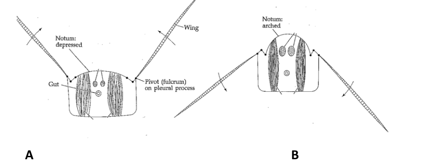 <p><span style="line-height: 20.5042px;"><span>The following figures are cross-sections of an insect body at 2 different points during flight (</span><strong><span>A</span></strong><span> and </span><strong><span>B</span></strong><span>).&nbsp;What muscle group is </span><u><span>contracted</span></u><span> in </span><strong><span>A and B</span></strong><span>?&nbsp; (This item is asking for a specific group of muscles, not the terms “direct” or “indirect”.)&nbsp;</span></span></p>