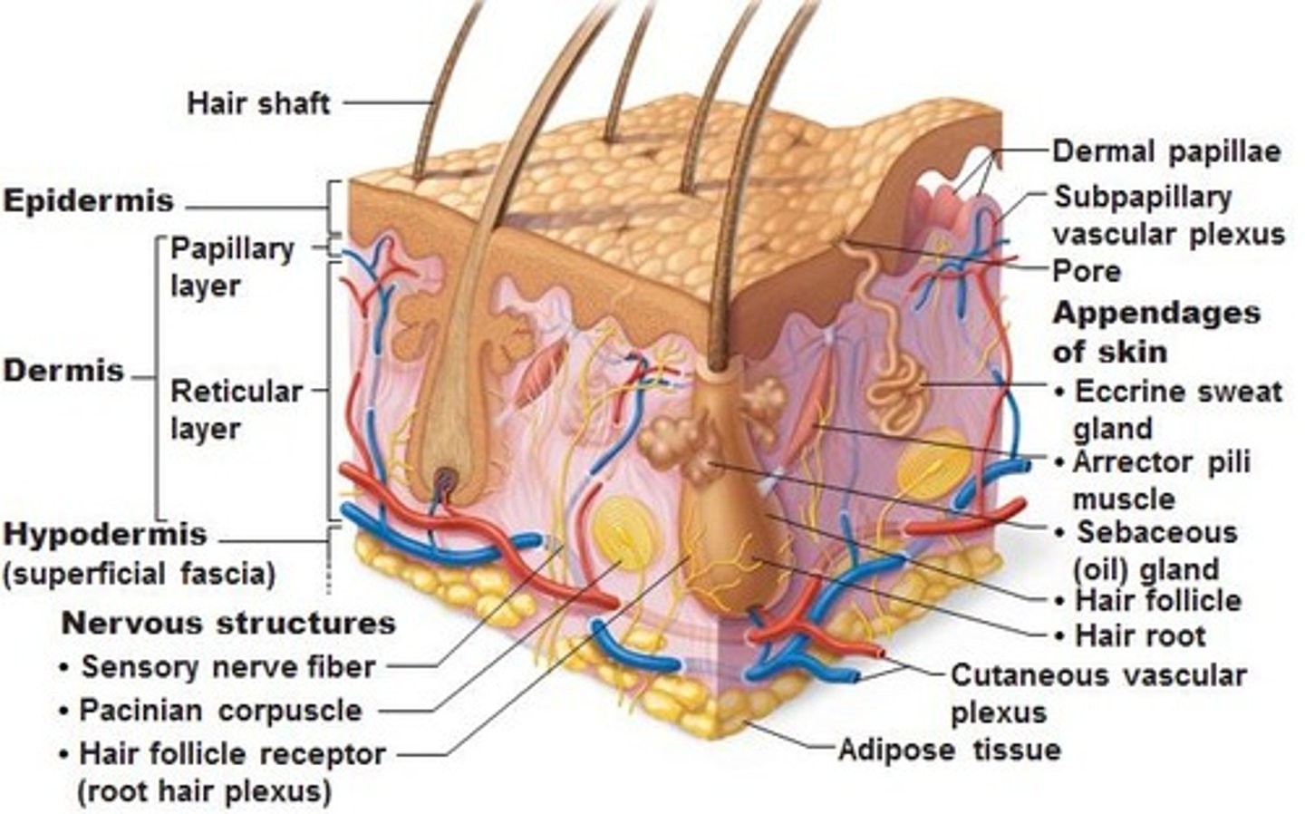 <p>1. has 2 layers - papillary (superficial) and reticular (deeper)</p><p>2. vascularised, innervated, and has lymphatics</p><p>3. has elastin fibres and collagen</p><p>4. provides mechanical strength of skin</p><p>5. all structures in dermis surrounded by ground substance</p>