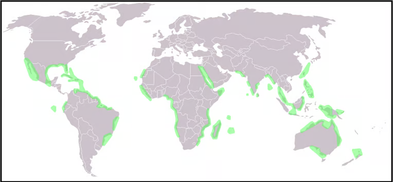 <ul><li><p>Similar distribution to coral reefs</p></li><li><p>Mostly between 30<span>ᵒ N and S of equator</span></p></li><li><p><span>Most common in SE Asia</span></p></li></ul>