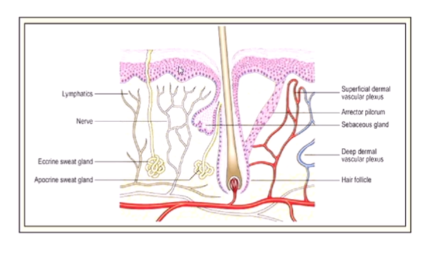 <p>parallels between skin and the mucosa </p>
