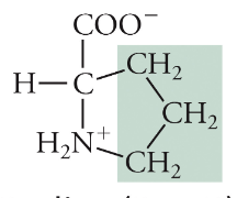 <p>Pro, P, Non-polar</p>