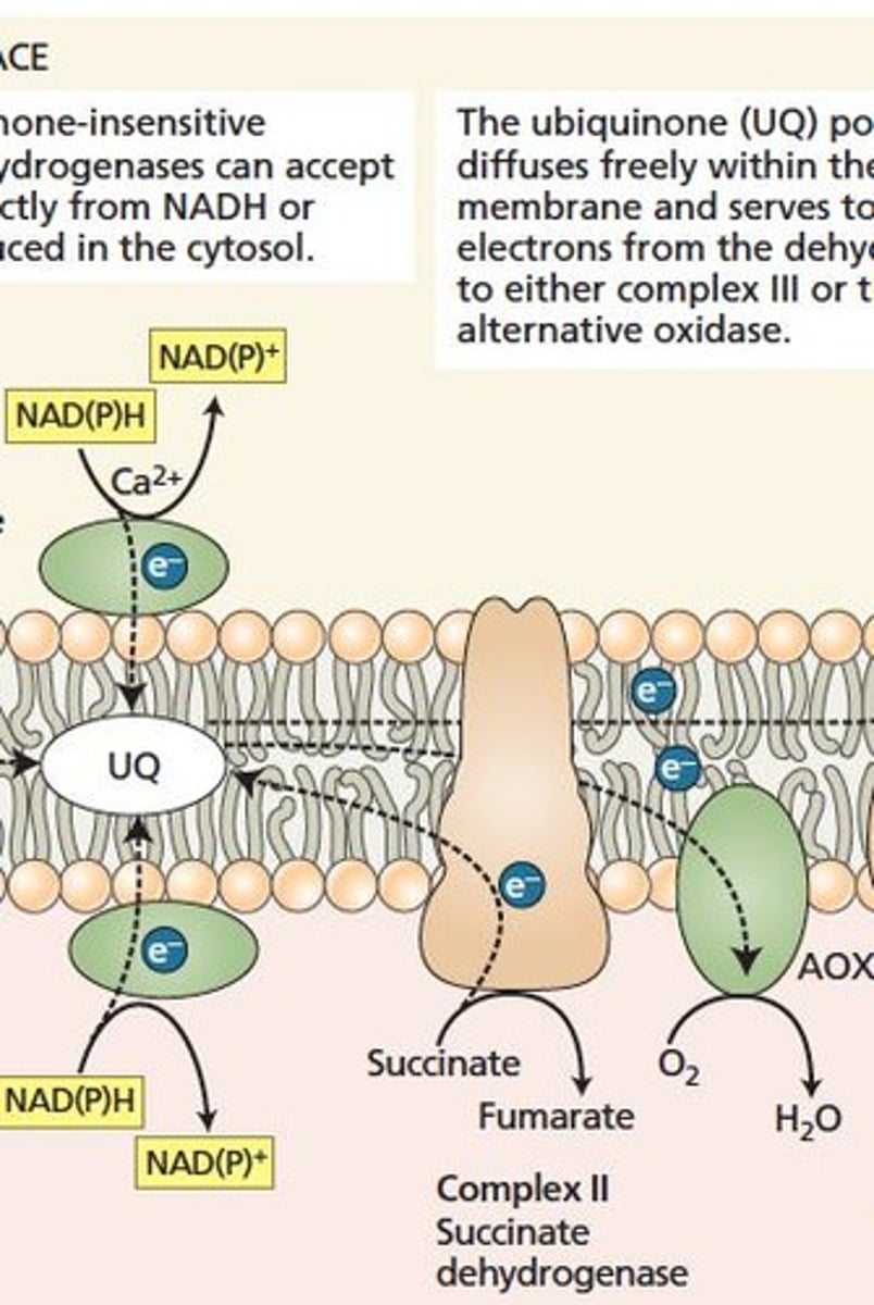 <p>Process required for ATP generation in respiration.</p>