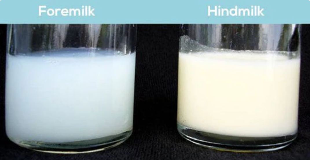 <ul><li><p>Looks thinner and more watery than cow’s milk.</p></li><li><p>White but can have a slight blue tint.</p><ul><li><p><strong><u>Foremilk</u>:</strong> Found at the <em>beginning </em>of feeding; contains more water, less fat, and higher lactose (<strong><em>the appetizer</em></strong>).</p></li><li><p><strong><u>Hindmilk</u>:</strong> Found <em>later </em>in feeding; has a higher fat content (<strong><em>the entrée</em></strong>).</p><ul><li><p>Important to let the baby complete feeding on one breast before switching to the other!</p></li></ul></li></ul></li><li><p>Provides <strong>20kcal/oz</strong>.</p></li><li><p>Recommended for the first <strong>6 to 12 months</strong> of life.</p></li></ul><p></p>