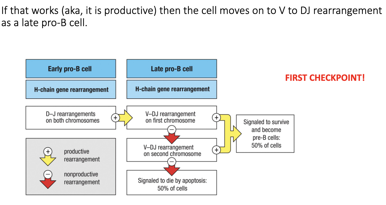 <ul><li><p>If <strong>first chromosome’s V→DJ rearrangement fails</strong>, the cell tries the <strong>second chromosome</strong>.</p></li><li><p>If the second attempt also fails → <strong>apoptosis</strong>.</p></li><li><p>This system ensures each B cell tries to produce <strong>one functional heavy chain</strong>, while preventing survival of nonfunctional cells.</p></li></ul><p></p>