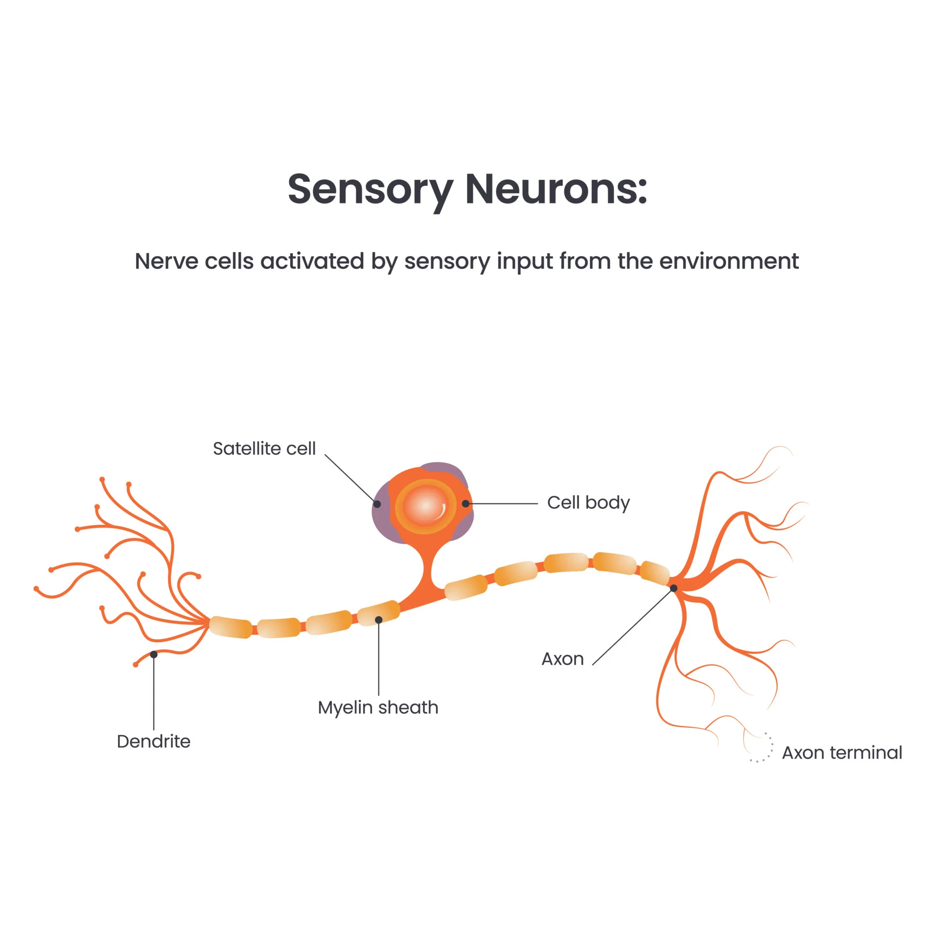 <ul><li><p>long dendrites and short axon</p></li><li><p>unipolar → only one process extends from cell body</p></li><li><p>detects sensations from sensory site and sends action potential to CNS along myelinated axon</p></li><li><p>found in various locations around body</p></li></ul><p></p>