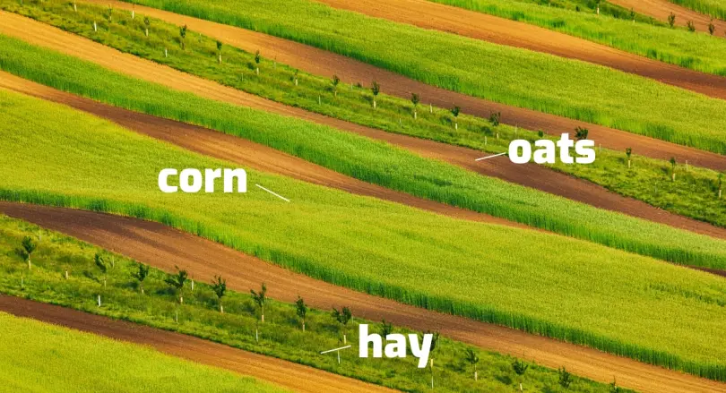 <p>cultivo en franjas, control de erosión</p>