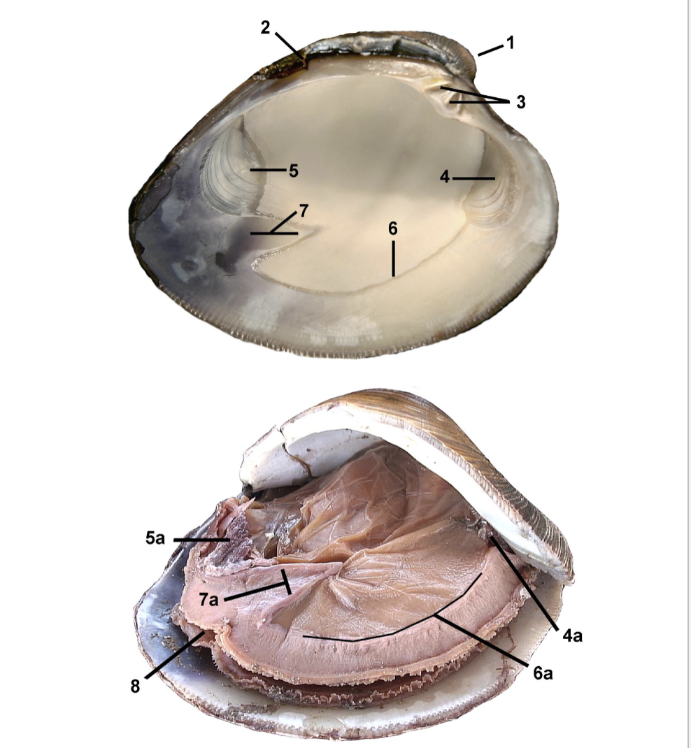 <p>Identify the labeled parts of this Venerida clam dissection.</p>