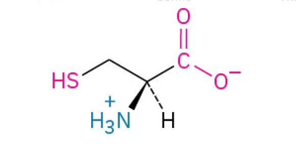<p>is the amino acid that forms strong&nbsp;“disulfide bridges".” These bridges act like staples to lock proteins into their proper shapes, providing strength and stability to tissues like hair and skin, and ensuring proteins like hormones function correctly.</p><p>has a thiol group, making it reactive and prone to forming disulfide bonds, which are crucial for protein stability.</p><p><u><mark data-color="#fff8df" style="background-color: rgb(255, 248, 223); color: inherit;">Polar, Uncharged</mark></u></p>