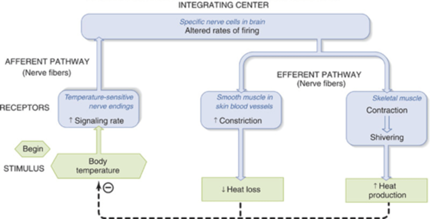 <p>-body temp control</p><p>-blood glucose levels (dynamic consistency)</p>