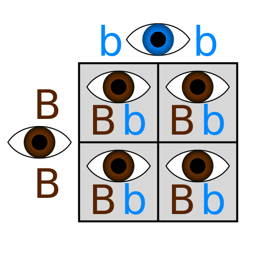 <p>Punnett Square</p>