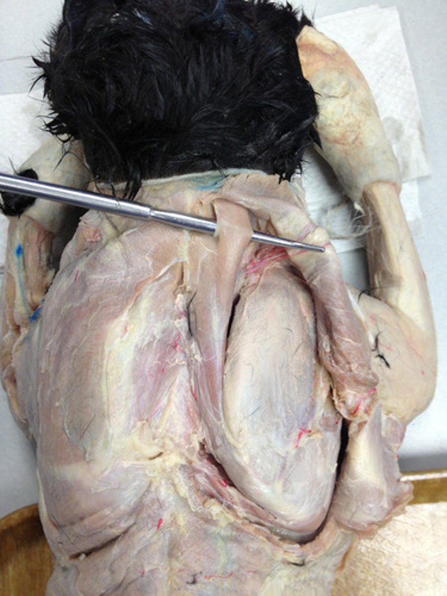 <p>O:</p><p>capital part - occipital bone</p><p>cervical part - dorsal neck</p><p>thoracic part - dorsal thorax</p><p>I: dorsal border of the scapula and/or scapular cartilage</p><p>A: elevate the thoracic limb and depress the scapula to the trunk</p>