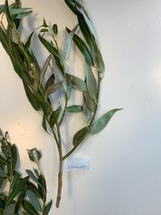 Salix fragilis