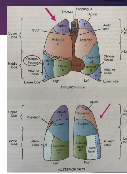 <p>pulmonary system: lobes, tissues, segments - right lung </p>
