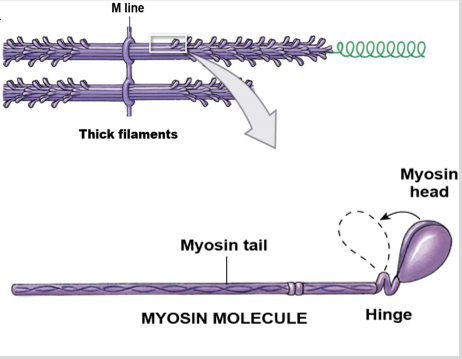 <p><mark data-color="blue">Sarcomeres: Myosin and actin filaments</mark></p><p>Can you label, describe and explain what this diagram is/shows?</p>