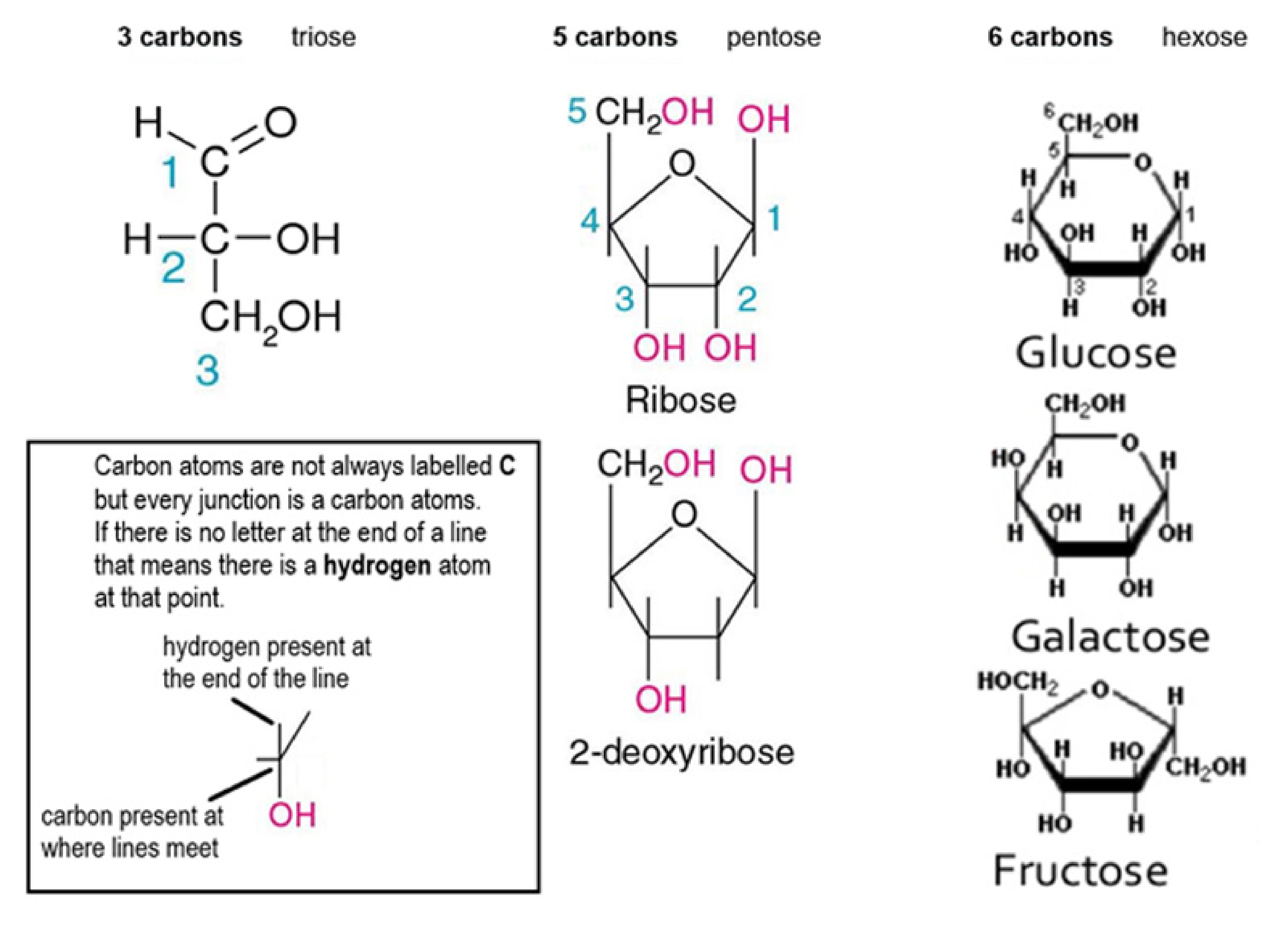 <p><strong>monomers</strong> - single sugars named according to the number of carbon atoms in the molecule</p>