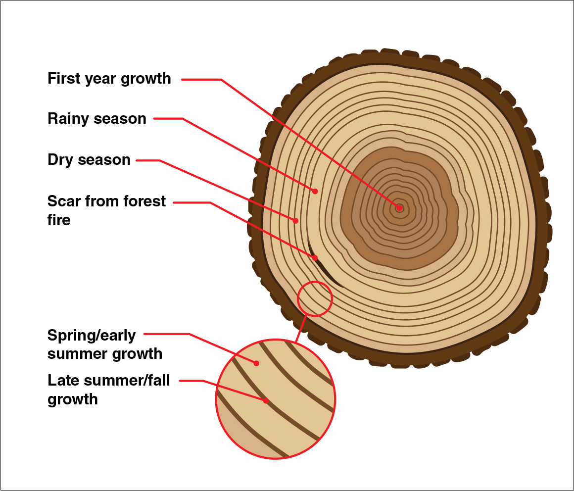 <p>Uses rings of trees to date year rings were formed</p>