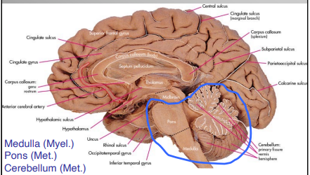<ul><li><p>Myelencephalon </p><ul><li><p>Medulla</p></li></ul></li><li><p>Metencephalon</p><ul><li><p>Pons </p></li><li><p>Cerebellum</p></li></ul></li></ul><p></p>