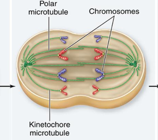 <p>Sister chromatids are separated, chromatids are pulled by microtubules to opposite poles</p>