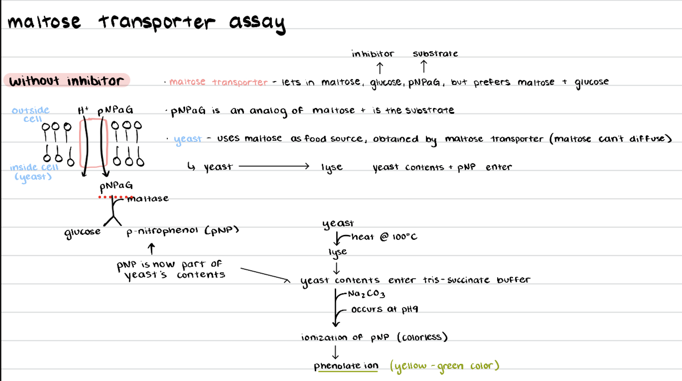 knowt flashcard image