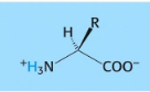 <p>pH at which the overall charge of an amino acid/polypeptide is neutral; considers pKa and charge state of each ionization group; intermediate value theorem</p>