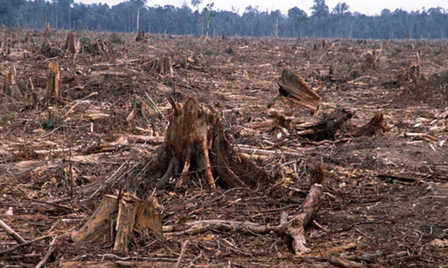 <p>deforestation</p>
