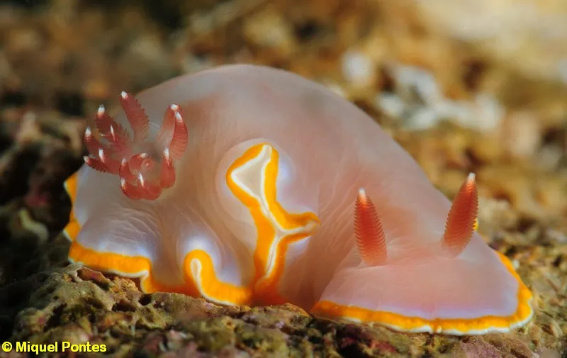 <ul><li><p>“Posterior gills” </p></li><li><p>Linear digestive tract </p></li><li><p>Lost features - shell, operculum, mantle cavity, reduced gills </p></li><li><p>Sea slugs/nudibranchs </p></li><li><p>Sea hares </p></li><li><p>Sea butterflies - have parapodia/pteropods </p></li></ul><p></p>